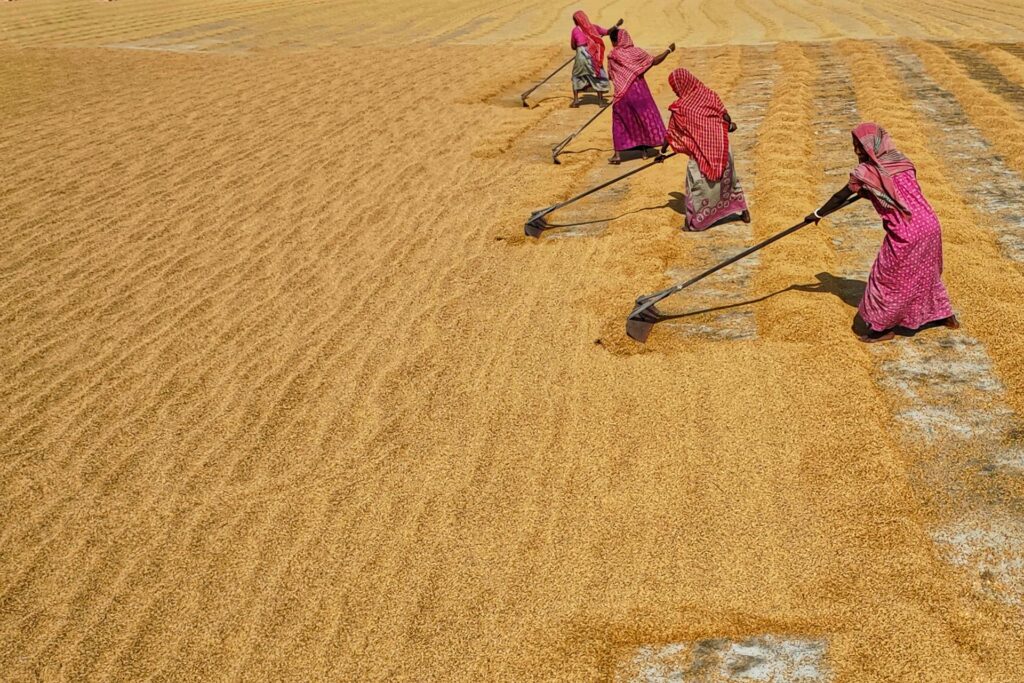 An image of women in the fields